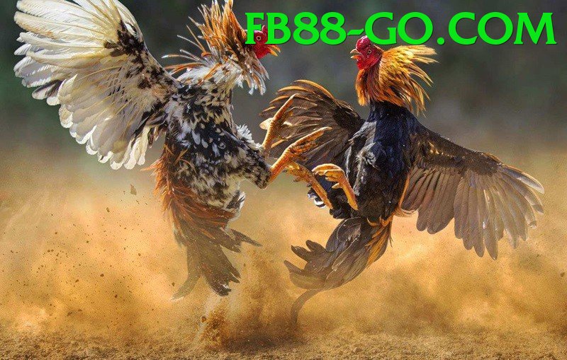 Cách Đọc Kèo Đá Gà - Game mô phỏng